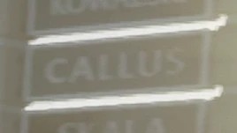 Callus